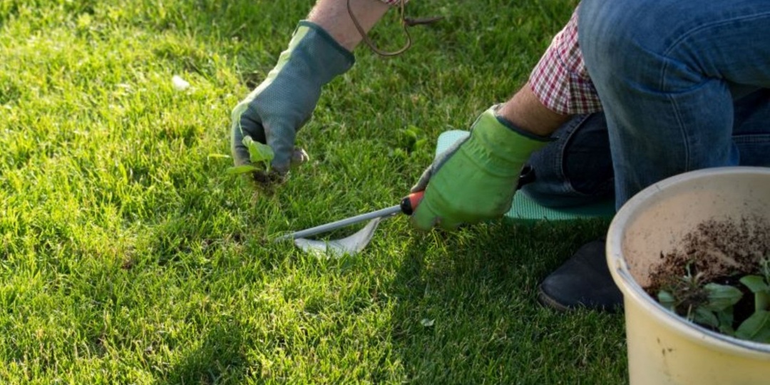 Сорняки на газоне – как избавиться от них, не выщипывая. Естественные способы и никакой химии
