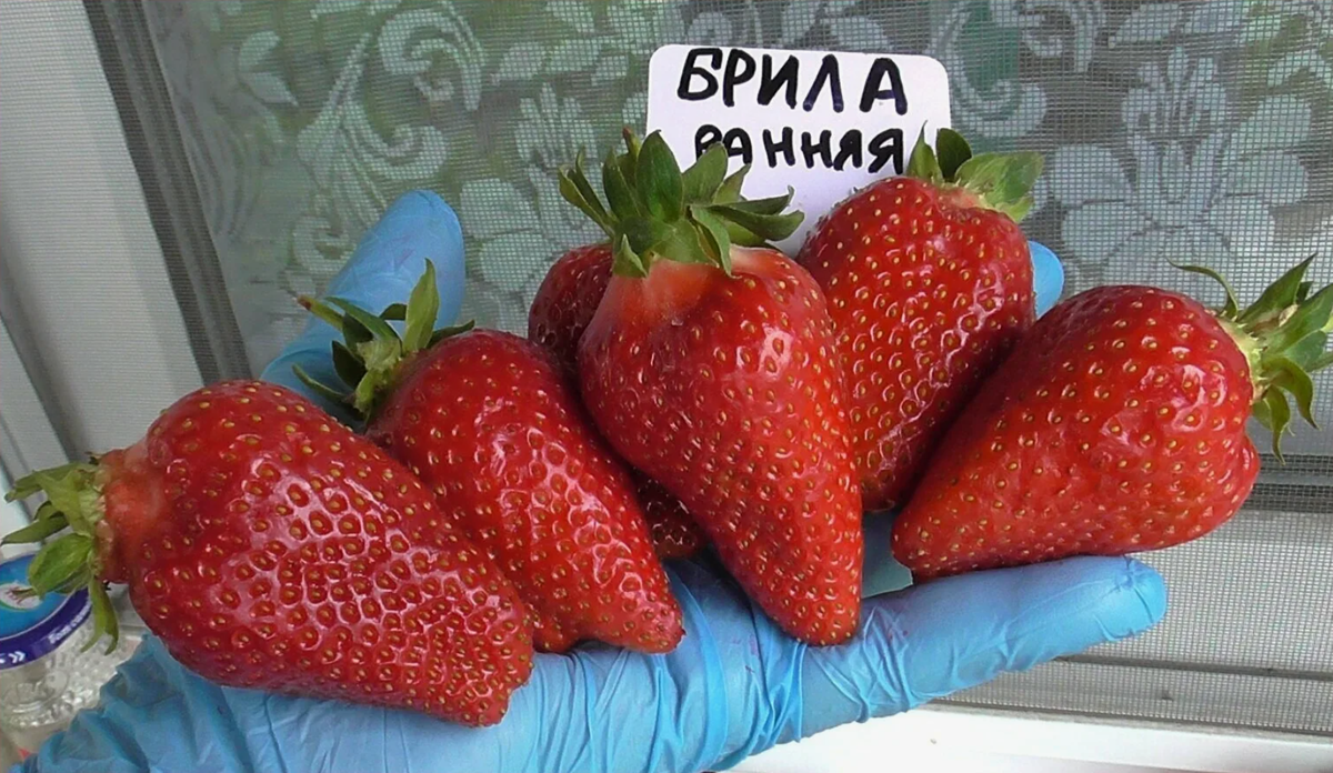 Источник фото: market.yandex.ru