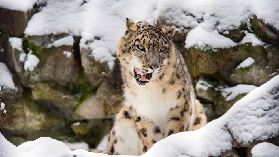 Россия получит четырех снежных барсов из Монголии.📷Фото: Ильнар Салахиев / Коммерсантъ