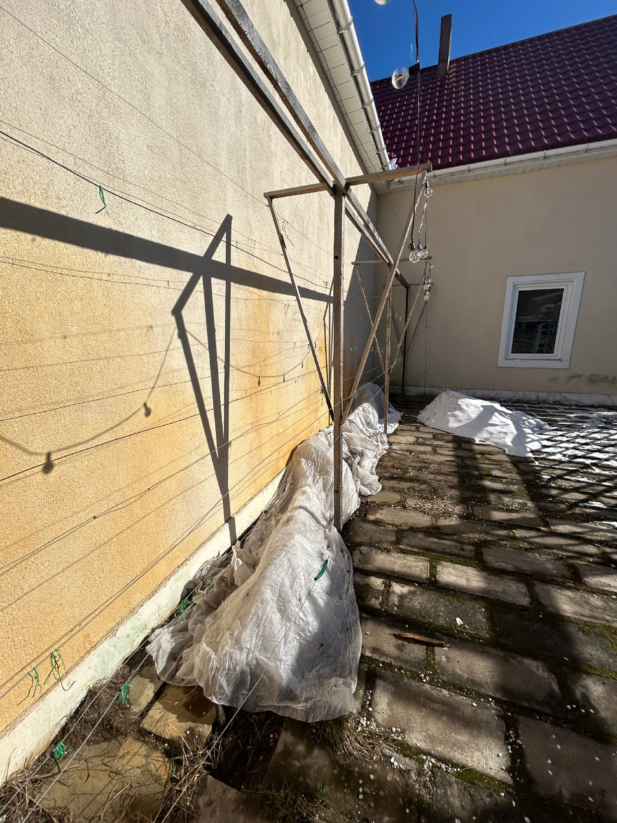 15 марта. Четыре куста под спанбондом (технический синий Таежный 2 куста, куст технического белого Инкогнито, столовый белый Алешенькин)