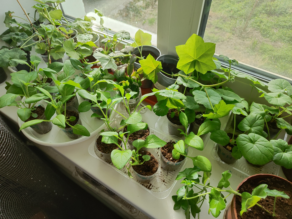   на этом подоконнике теперь только малыши