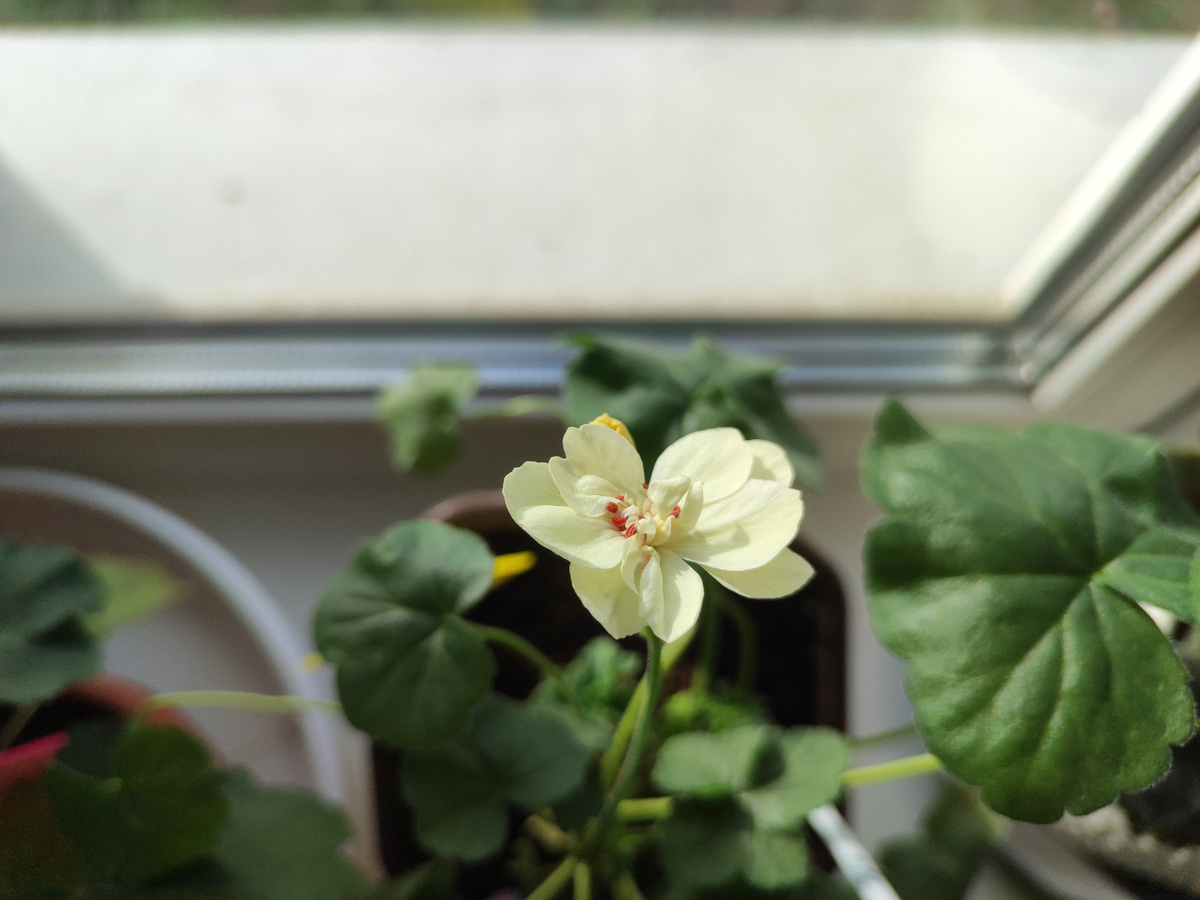 сейчас цветет желтая PAC First Yellow