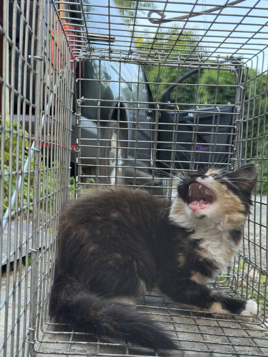 Фото из архива автора. Поймали выброшенную, бывшую когда-то домашней, кошечку. Будем приручать и пристраивать.