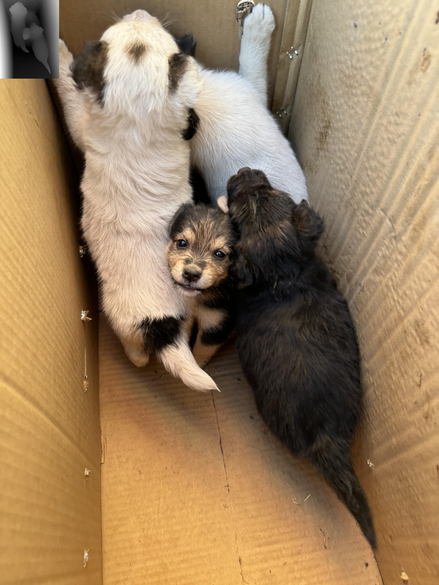 Фото из архива автора. Очередная коробка с «сюрпризом». Очередная чья-то попытка свалить свою ответственность за тех, кого приручил, на плечи другого.