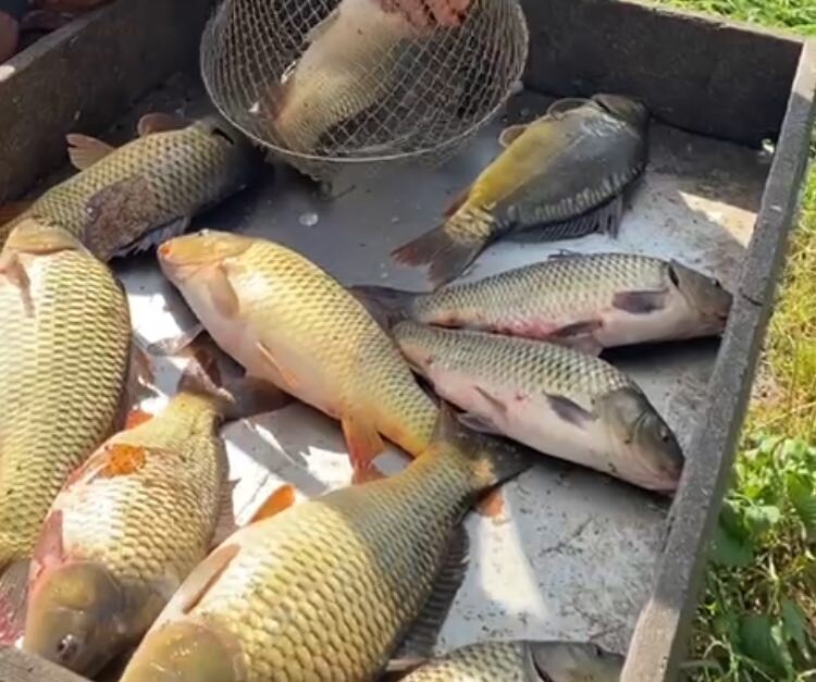 Это улов приблизительно за 5-6 часов, путевку больше чем на 6 часов я не беру. Для меня такого времени вполне достаточно для получения удовлетворения от рыбалки. Да и рыбу не продавать же!