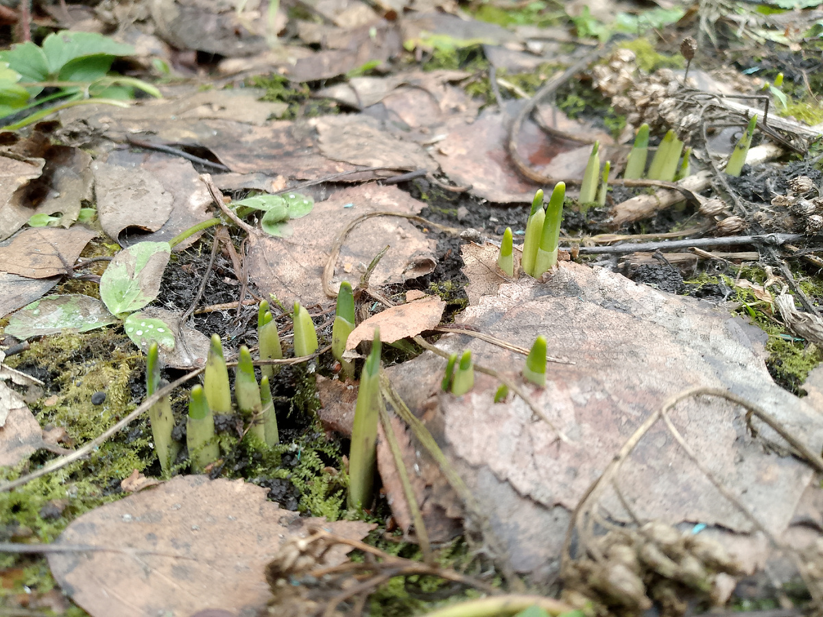 личное фото автора, нарциссы