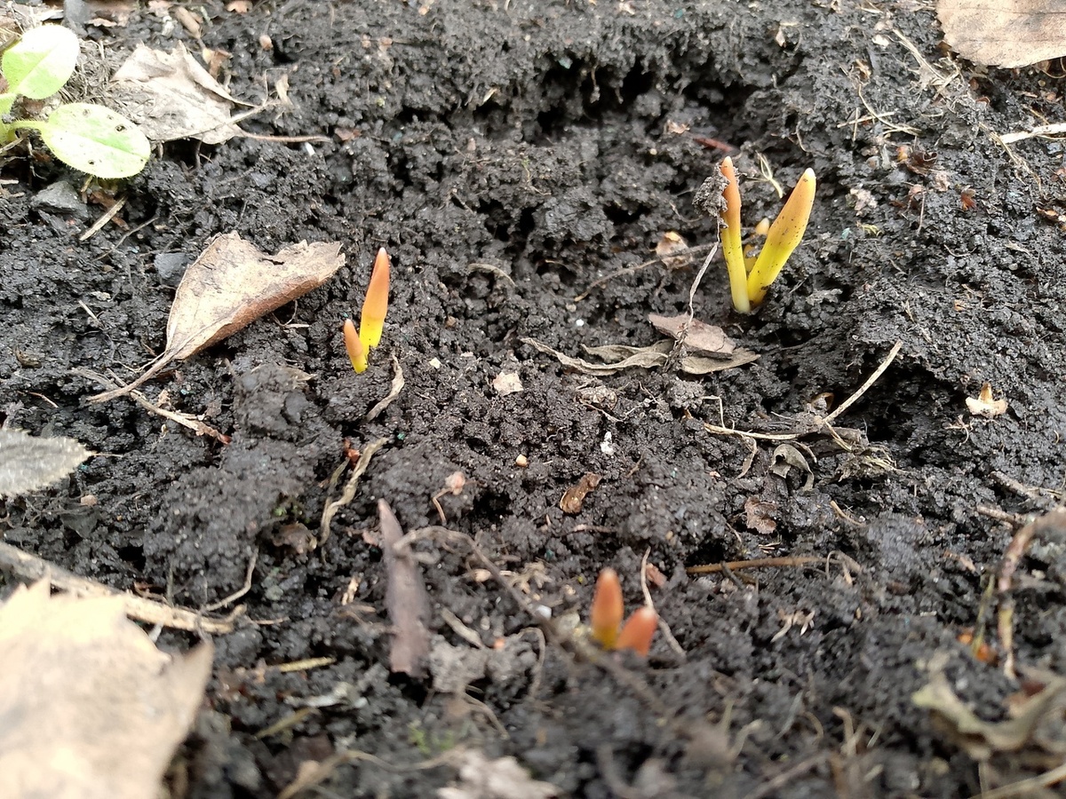 личное фото автора, тюльпаны