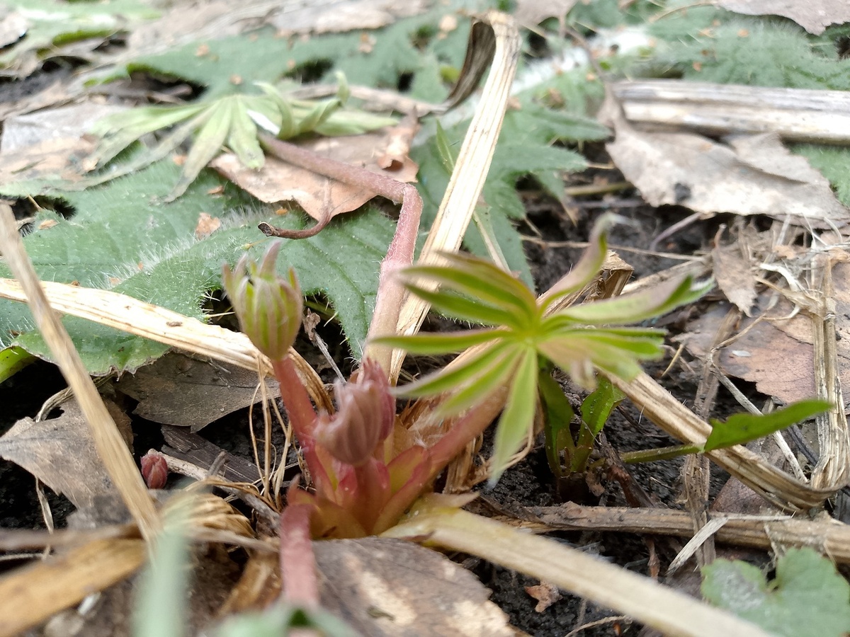 личное фото автора, люпин