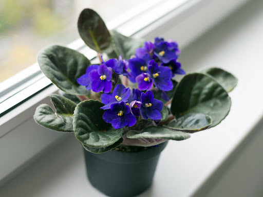 Фиалочка , картинка из инета ( точь-в-точь моё сегодняшнее приобретение) 