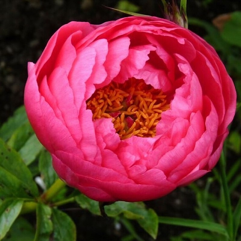 Пион "Cytherea". Селекционер Saunders, 1953 USA