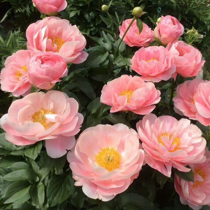 Пион "Salmon Dream". Селекционер Reath, 1979 США