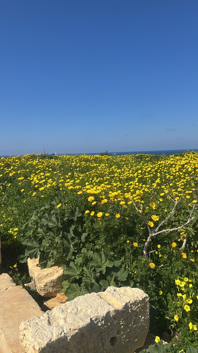 Просто для красоты, остров Гозо, март 2025 года