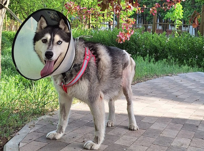 – У меня маленькие собаки, опыта с крупными породами не было. Говорят, что хаски грызут мебель и их сложно держать в квартире. Но, ничего, Дора оказалась абсолютно спокойной и хорошо у нас прижилась. Мы ее подняли на ноги и теперь эта очаровательная собака живет с нами!📷
