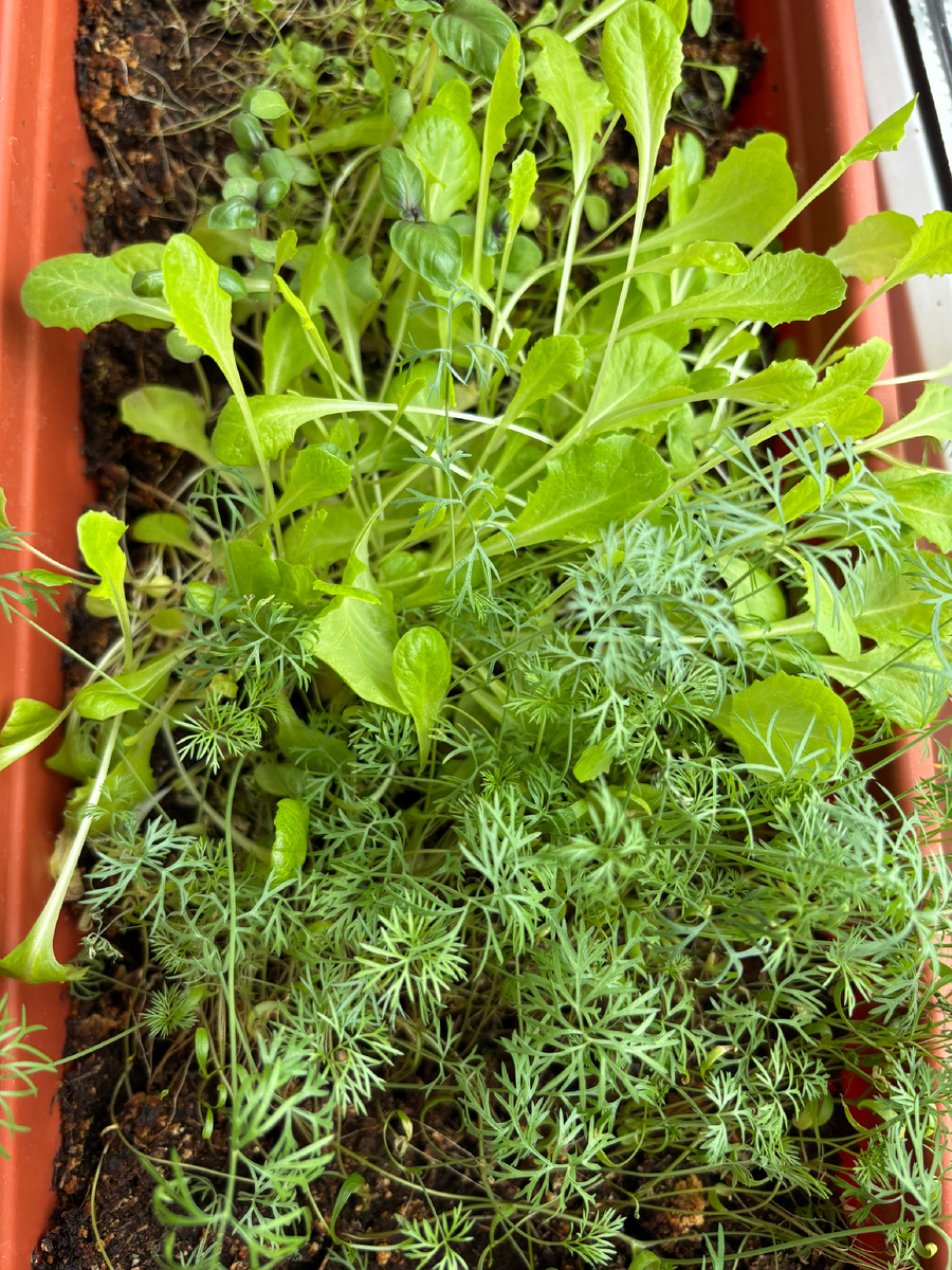 Скоро и на салат хватит)