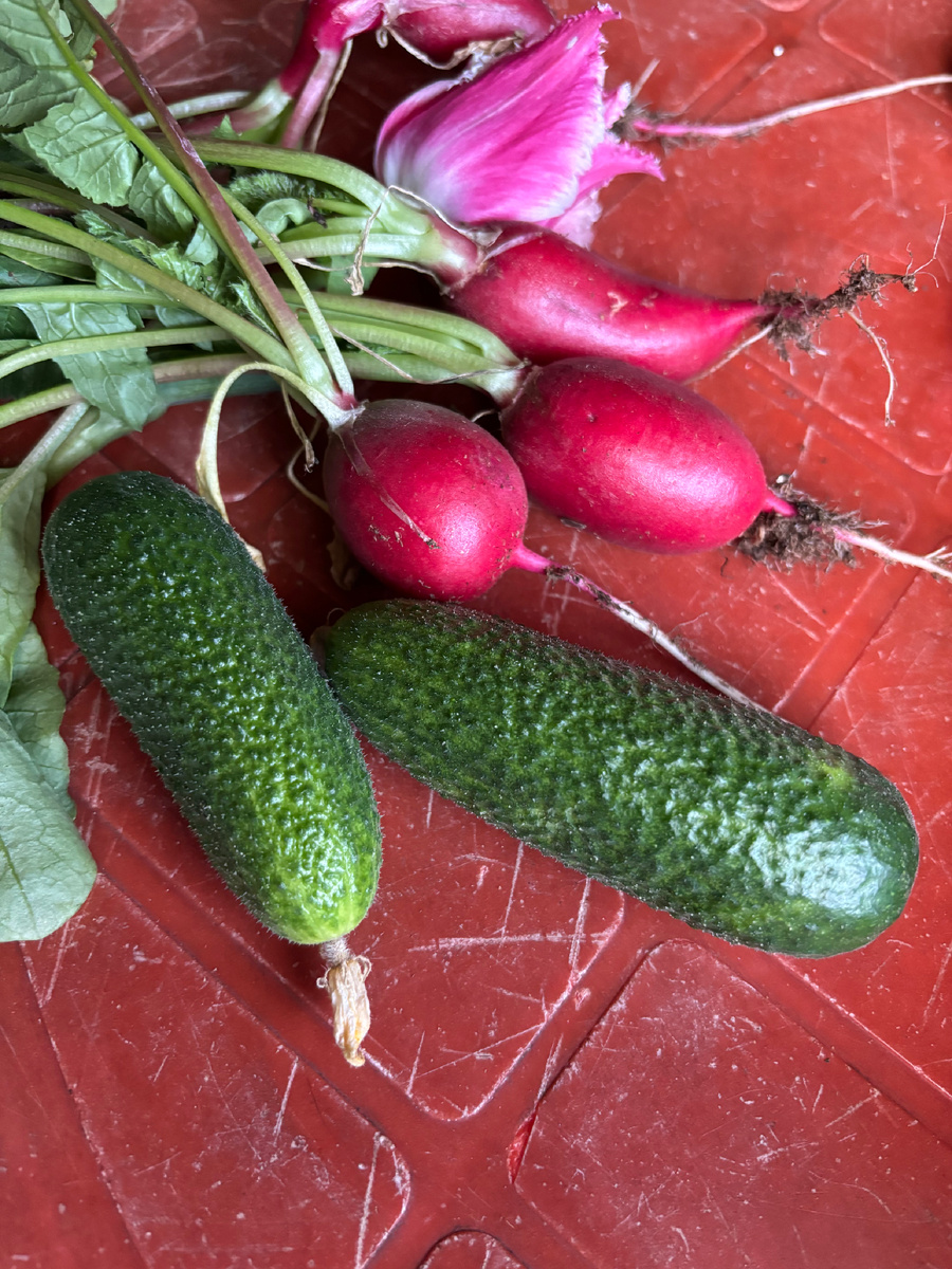 Первый урожай огурцов, а редиска уже не знаю какой урожай 🙈