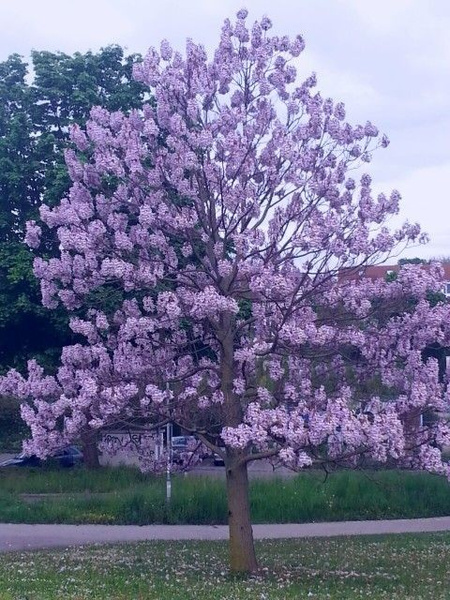 Фото с просторов интернета.