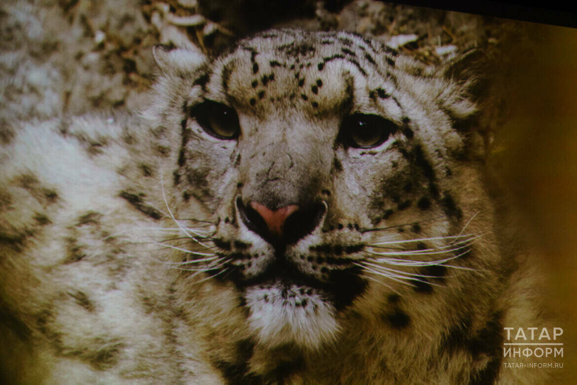 Фото: © Салават Камалетдинов / «Татар-информ»