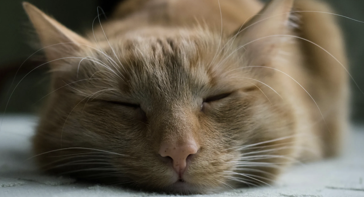 Photo by Victoria Tronina