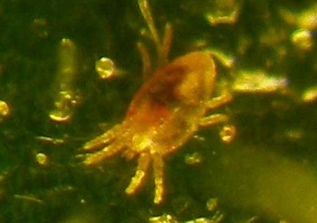 Фото: Яндекс Картинки