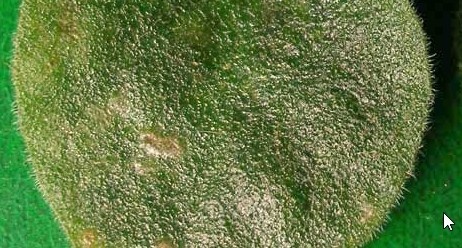 Фото: Яндекс Картинки