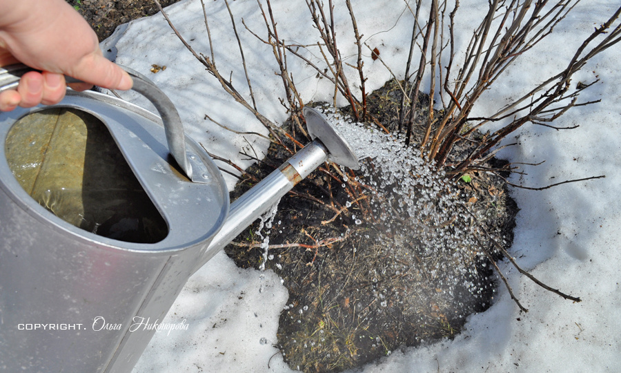Обливание кипятком кустов смородины ранней весной!