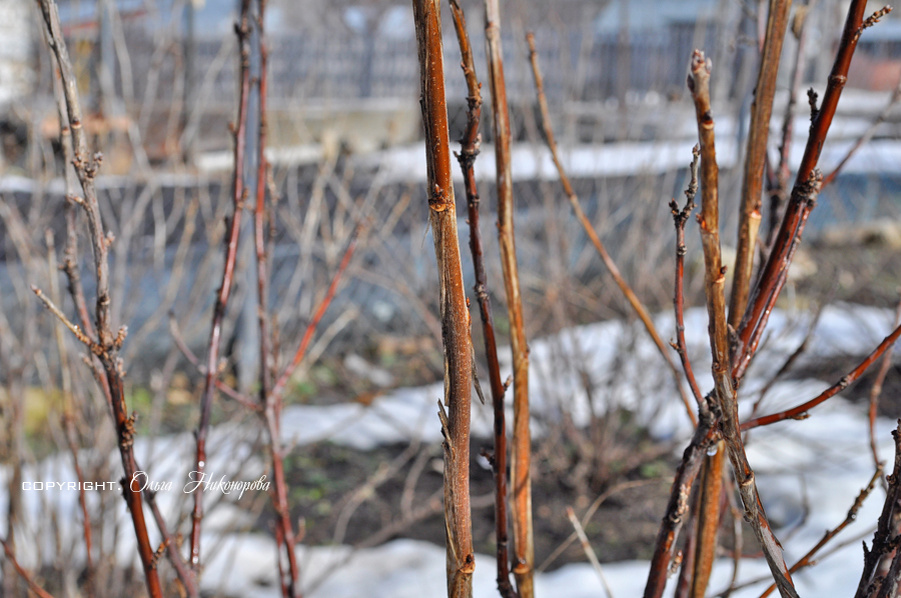 Почки еще не набухают.