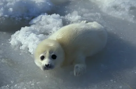 Белек. Фото из интернета