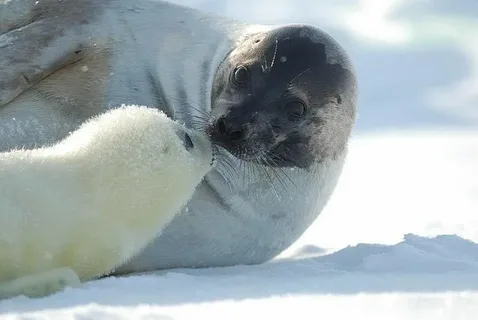 Малыш и мама. Фото из интернета