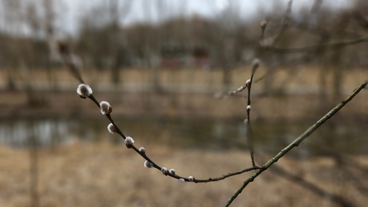 Уже и верба распушилась. 15 марта 2025