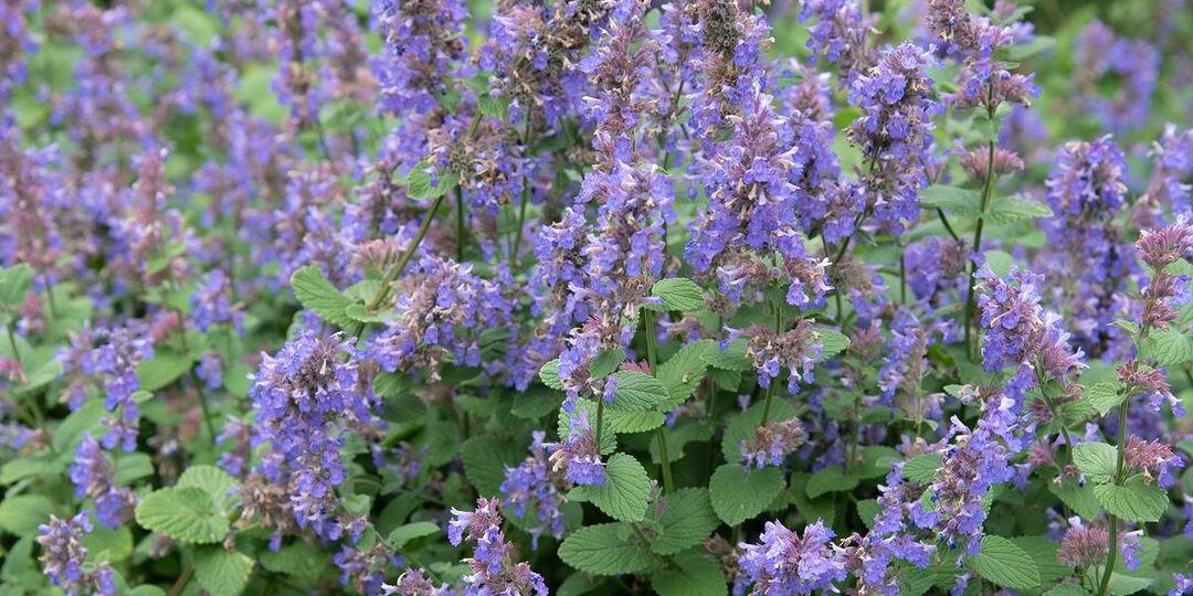 Не забудьте найти место для этого растения на вашем участке. Клещи слиняют с невероятной скоростью