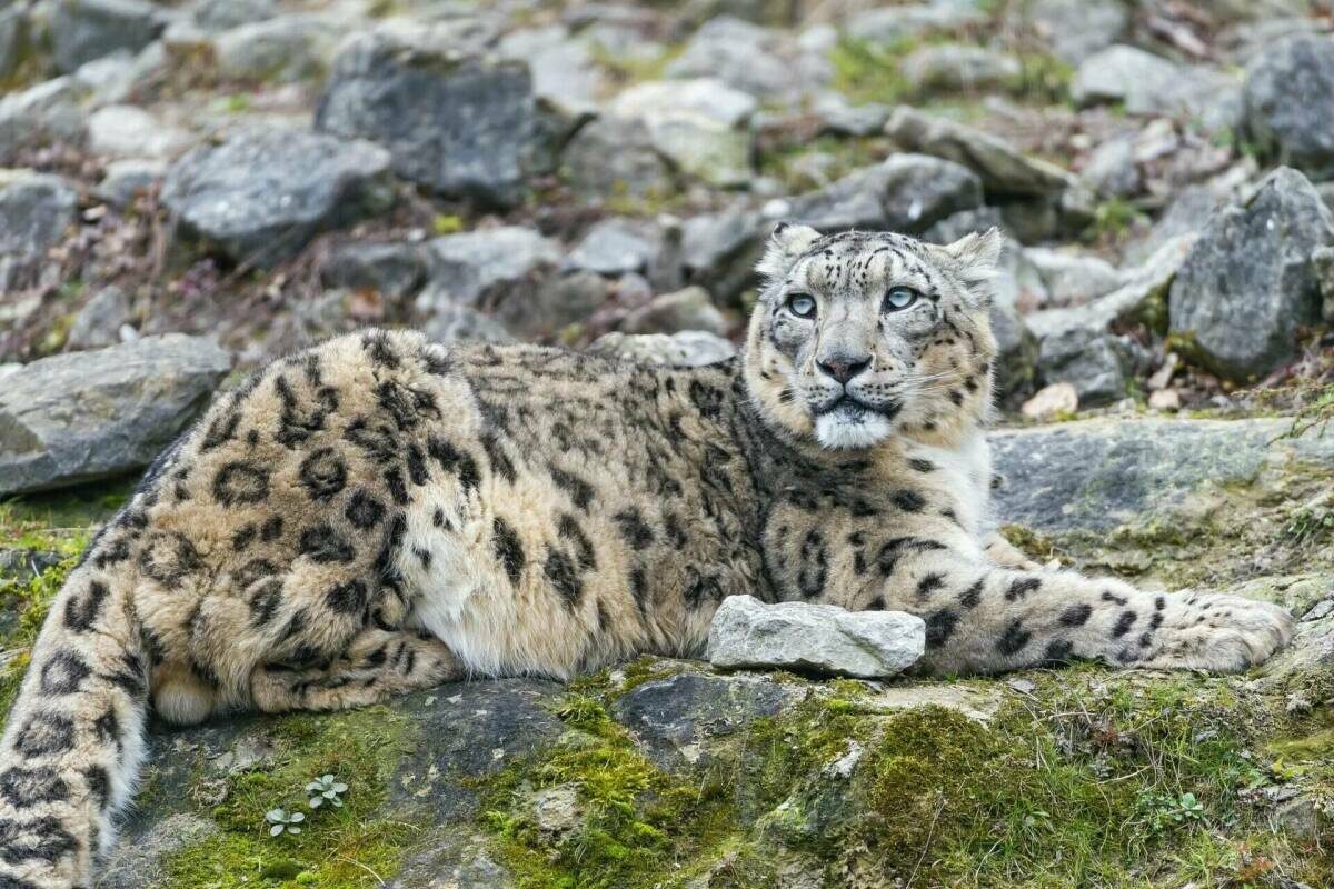 Фото: Wikipedia.org