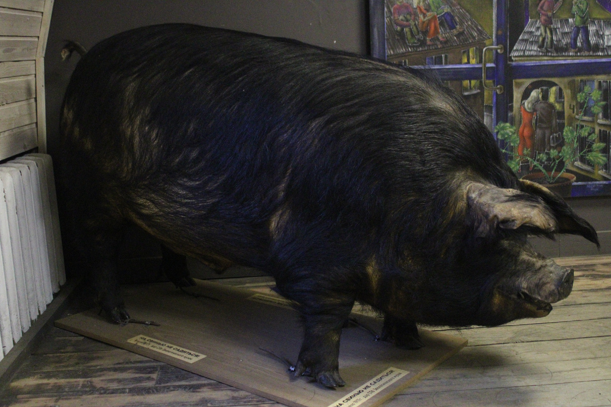 Свинья настоящая! Из Зоологического музея