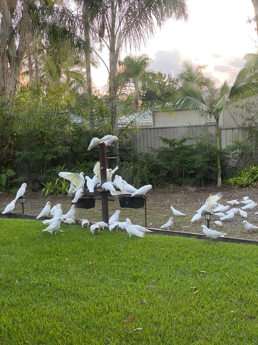 Лужайка Терри, так она выглядела, пока ветки не порубили. Австралия