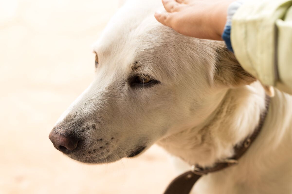 Человек гладит собаку 
