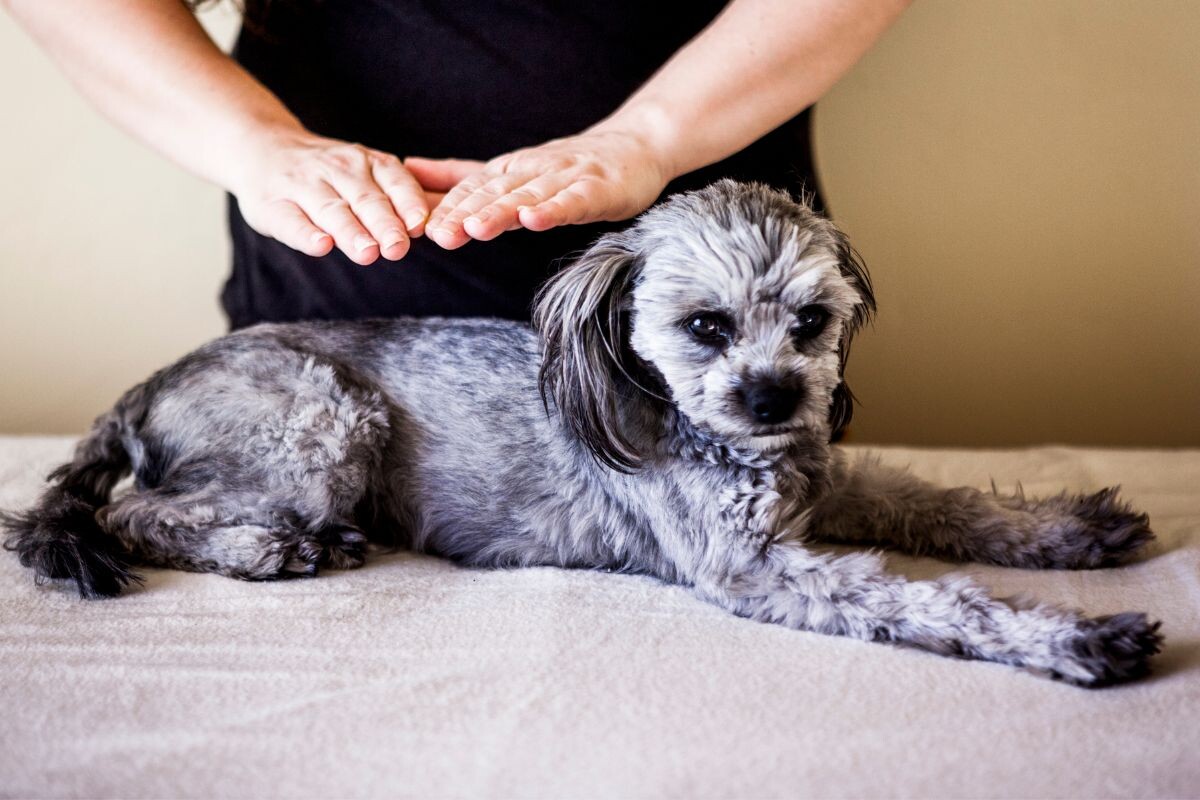 Почему собаку нельзя гладить против шерсти
