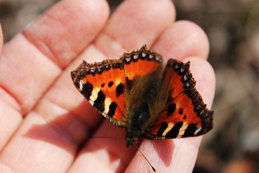 Фотографии Татьяны Немшановой. Первые бабочки нимфалиды. Крапивница.  8 апреля. Южный Урал. Бабочки на скалах. Едва обсохли крылышки.