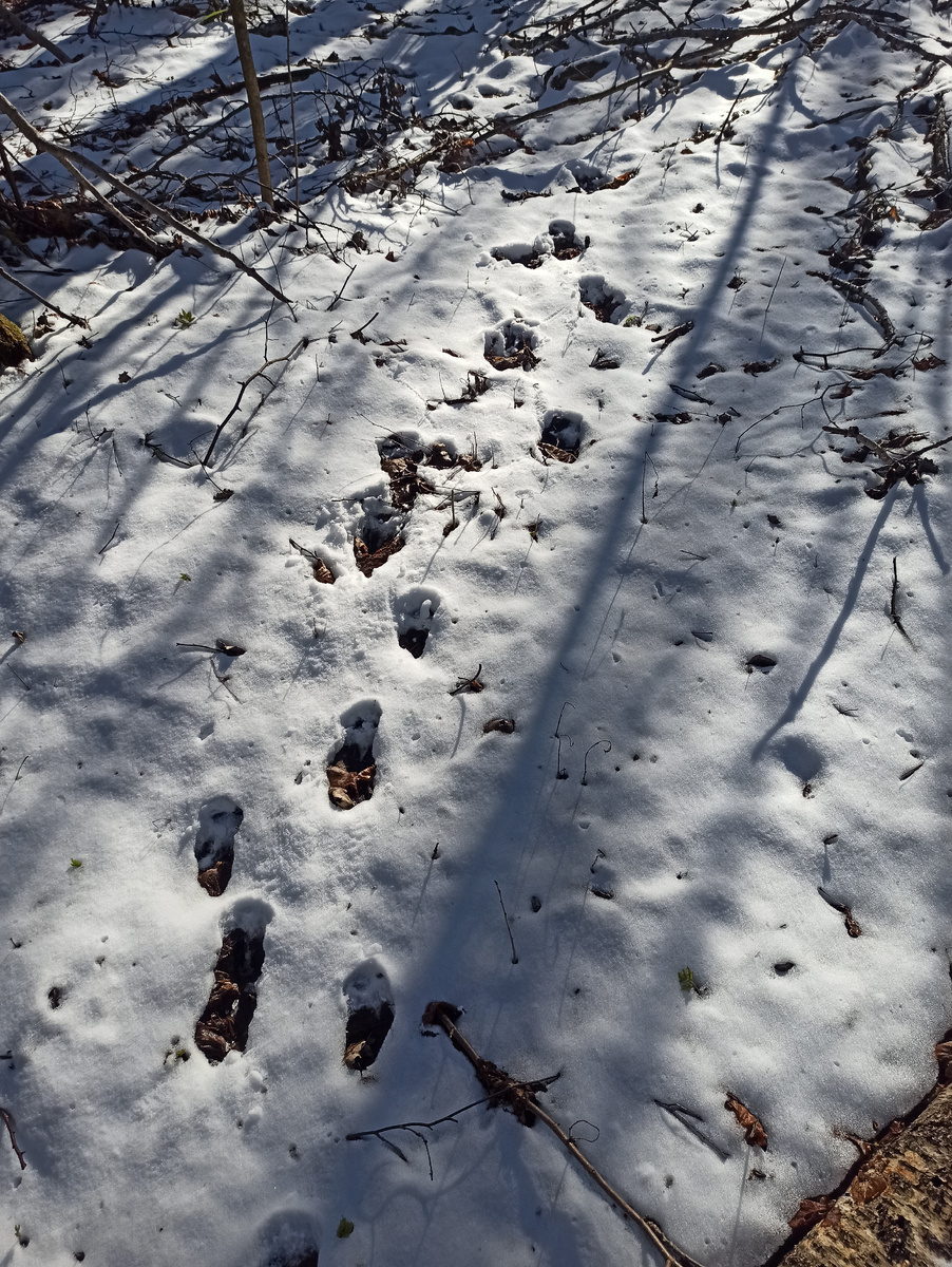 Следы кабанов. 