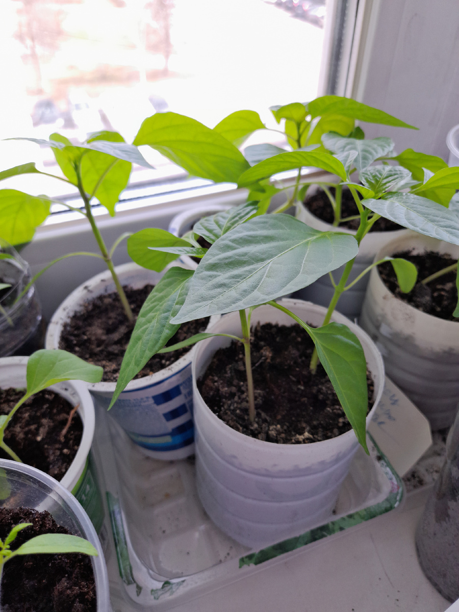 Фото автора. Перцы