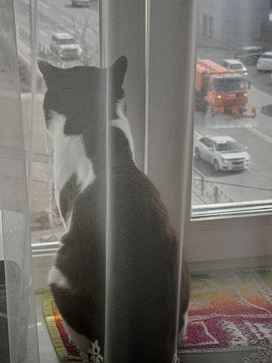 Фото автора.  Хозяин подоконника