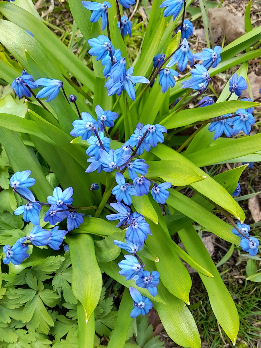 Фото автора.  Весна 2024