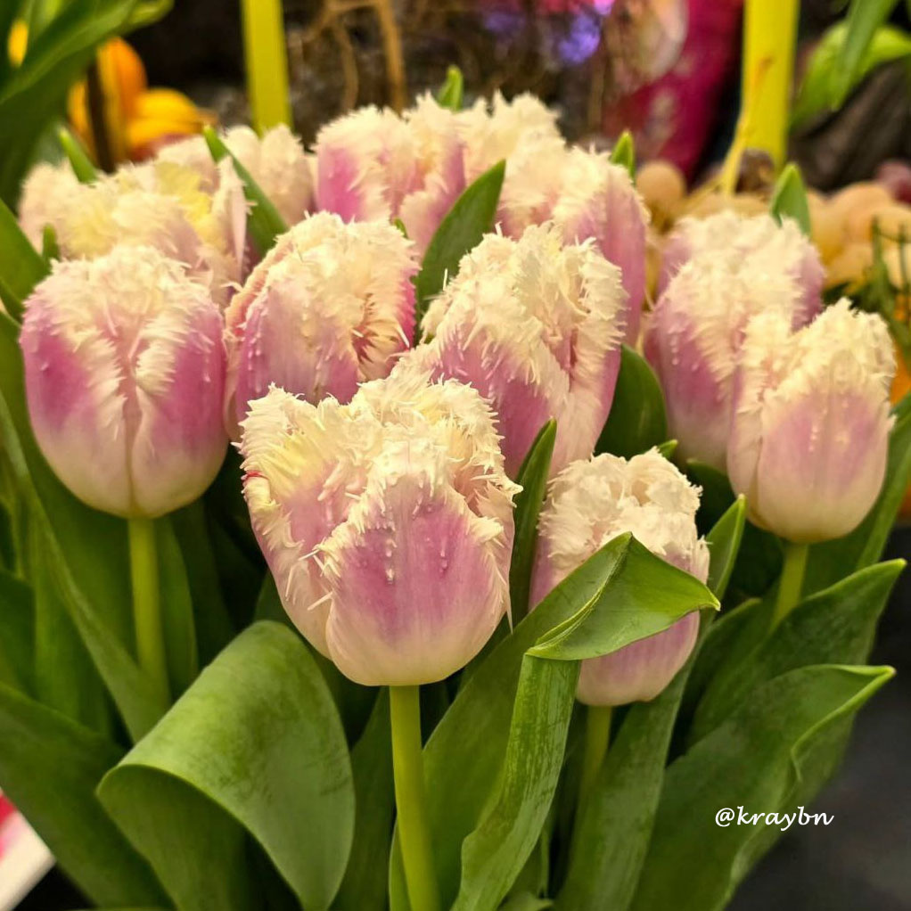 Тюльпаны на фестивале «Оттепель чувств»