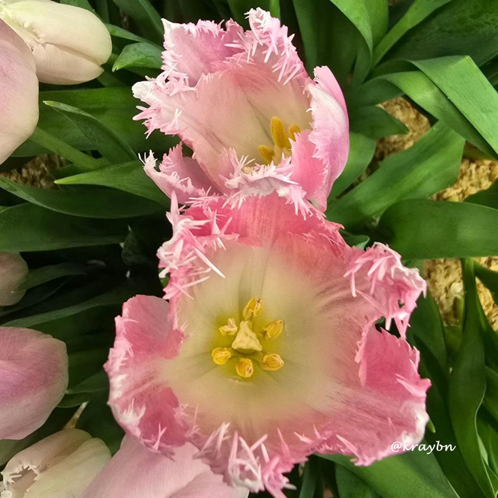 Тюльпаны на фестивале «Оттепель чувств»