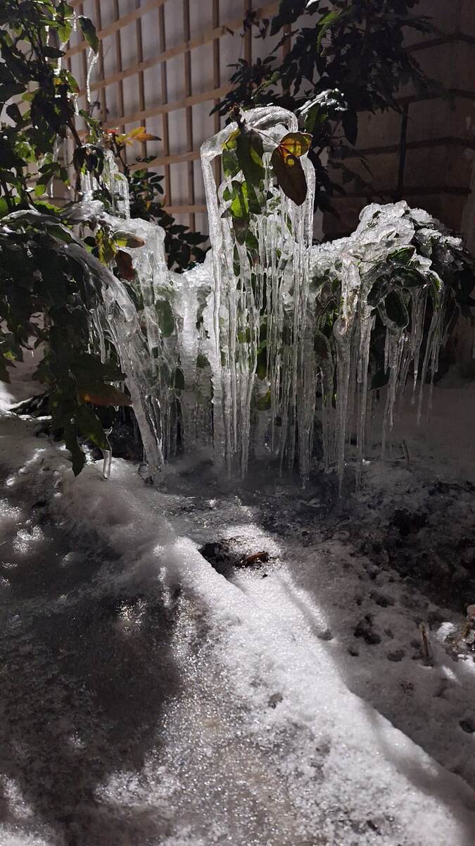 В гостях у Снежной Королевы. СПОЙЛЕР: магония выжила, привыкла к такому свинскому отношению и уже лет 20 радует вечнозелеными лисиками