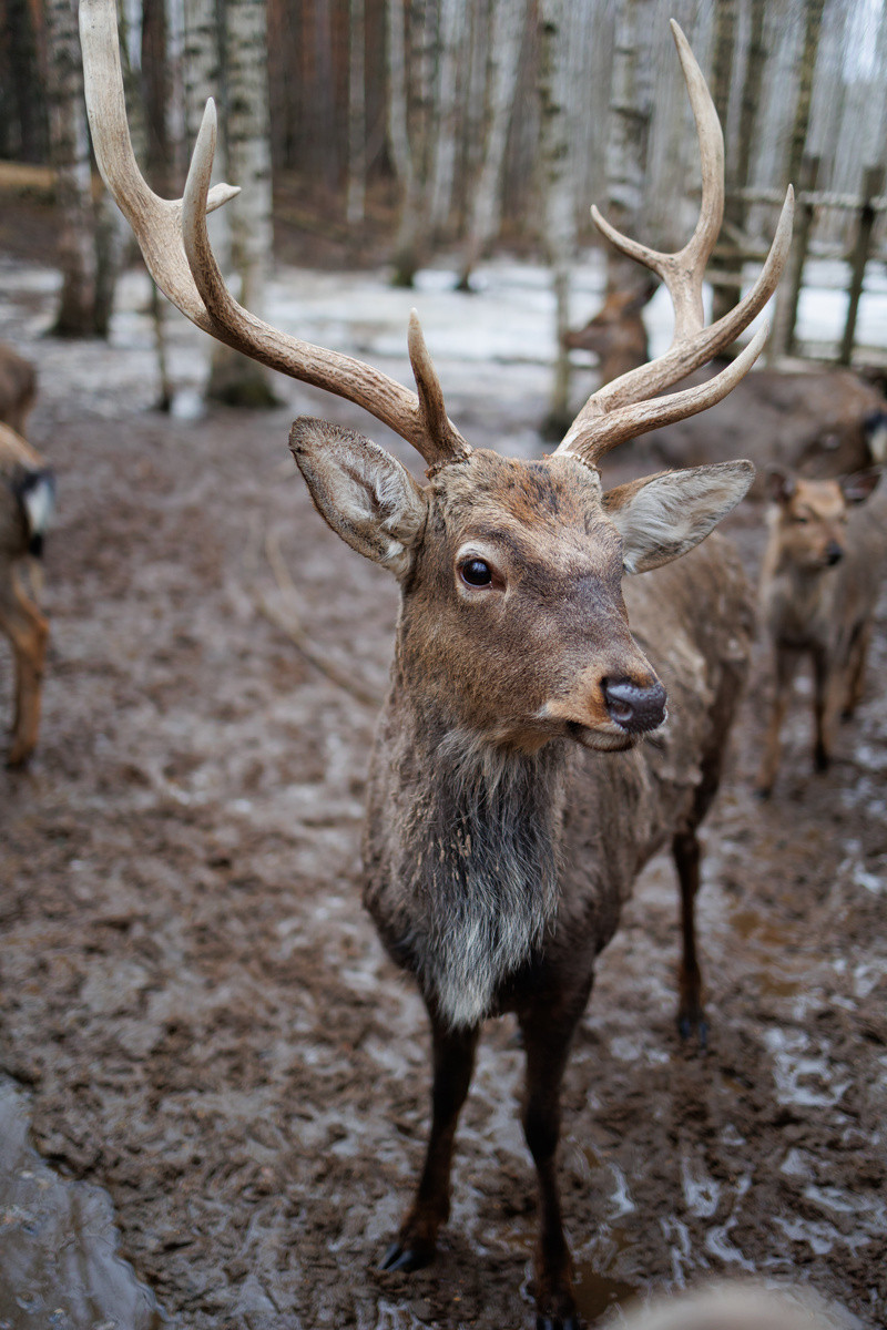 Такие вот красавцы