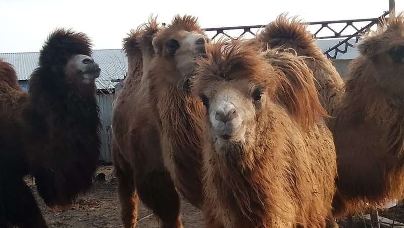      Фото: Администрация Предгорного округа