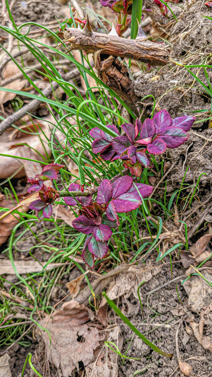 Фото от 14 марта 2025год. Листья роз. 