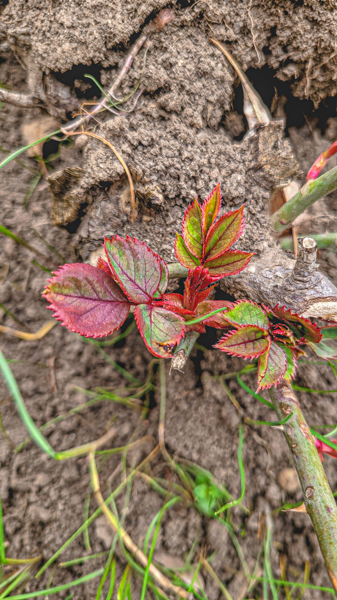 Фото от 14 марта 2025год. Листья розы. 