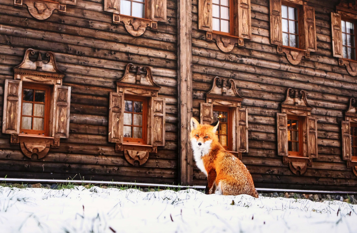 "Лиса Алиса из Заонежья". ----- "Лиса обыкновенная".