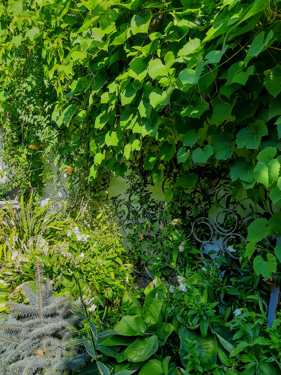 Скорее всего, Амурский.