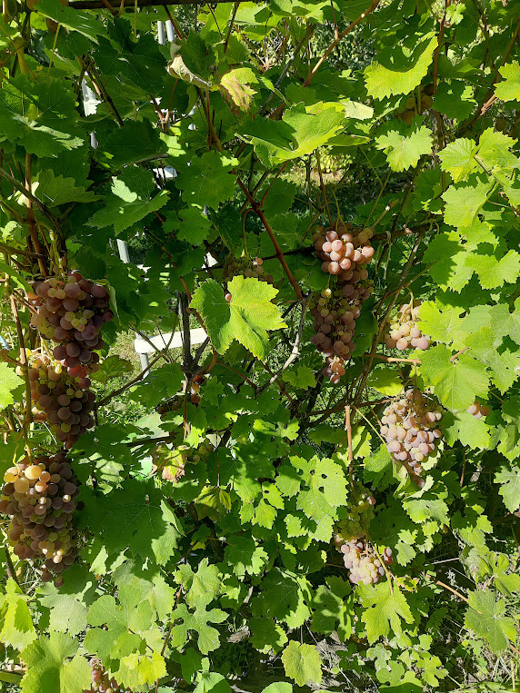 Виноград, посаженный прежними владельцами дачи, нами бережно хранимый. Ягоды имеют поразительную морозостойкость, приятный десертный вкус.